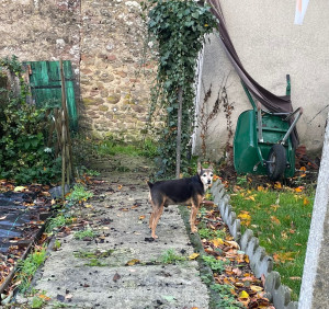 Photo de galerie - Garde chien