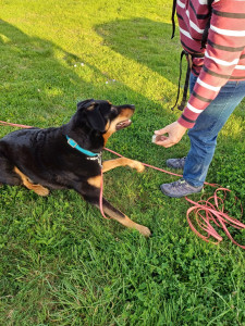 Photo de galerie - Dressage