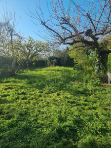 Photo de galerie - Avant débroussaillage 