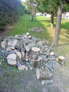 Photo de galerie - Démontage d'érables.