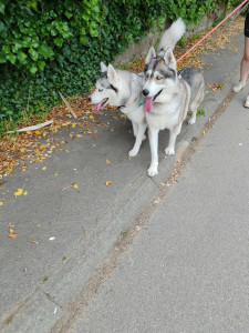 Photo de galerie - Garde de deux husky a leur domicile 
