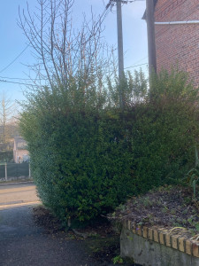 Photo de galerie - Avant taille 