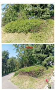 Photo de galerie - Taille de buisson