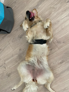 Photo de galerie - Garde chien