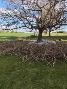 Photo de galerie - Petit élagage d'un mûrier accessible avec échelle et sur les grosses branches 