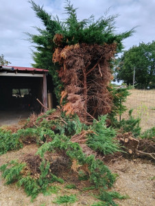 Photo de galerie - Elagage et coupe d'arbres