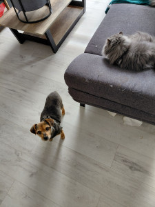 Photo de galerie - Zara en garde, qui c'est très bien entendu avec le reste de la maisonnée et qui revient bientôt !