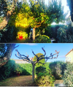 Photo de galerie - Elagage et coupe d'arbres