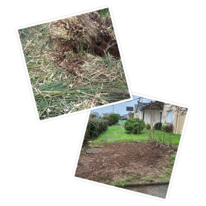 Photo de galerie - Arrachage herbe de pampa 