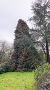 Photo de galerie - Elagage et coupe d'arbres