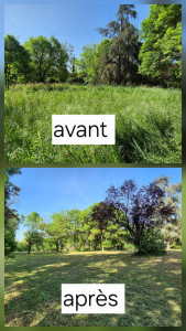 Photo de galerie - Débroussaillage d'un terrain 