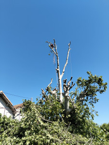 Photo de galerie - Elagage et coupe d'arbres