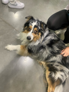 Photo de galerie - Garde chien