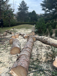 Photo de galerie - Elagage et coupe d'arbres