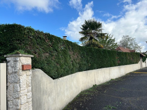 Photo de galerie - Taillage de hais
