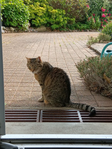 Photo de galerie - Ciboulette dans son jardin. 