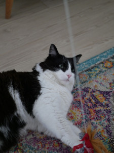 Photo de galerie - Garde chat