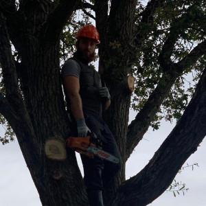 Photo de galerie - Elagage et coupe d'arbres