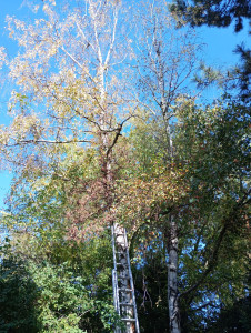 Photo de galerie - Abattage d'un arbre 