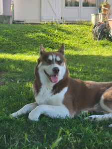 Photo de galerie - Ma princesse pomskie