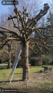 Photo de galerie - Elagage et coupe d'arbres