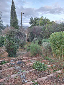 Photo de galerie - Taille de haies et d'arbustes