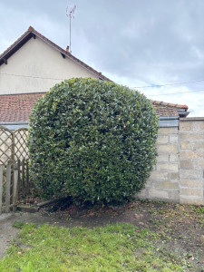 Photo de galerie - Taille d’arbuste 