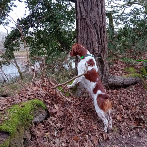Photo de galerie - 










Siena en balade à Penfoulic







