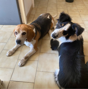 Photo de galerie - Garde pendant 1 semaine de deux toutou très gentil 