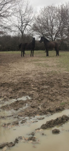 Photo de galerie - Pension chevaux