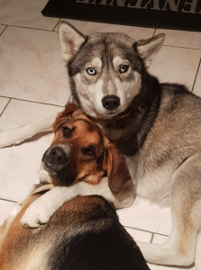 Photo de galerie - Voici mes deux chiennes d'amour je suis une grande amoureuse des animaux 