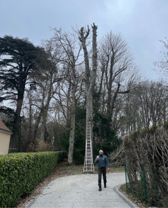 Photo de galerie - Elagage et coupe d'arbres