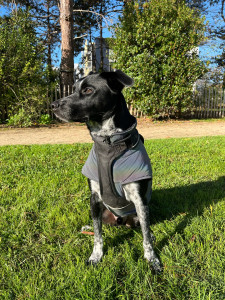 Photo de galerie - Mon chien 