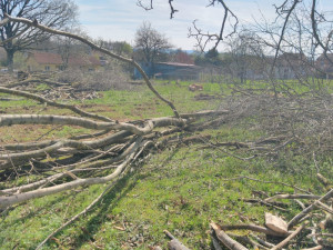 Photo de galerie - Coupes arbres, puis débité, fendu et rangé