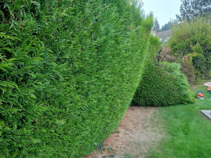Photo de galerie - Jardinier