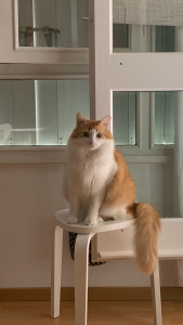 Photo de galerie - Garde chat