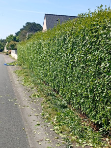 Photo de galerie - Taille de haies et d'arbustes