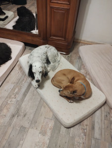 Photo de galerie - On est bien sur des matelas bébé !