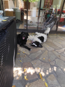 Photo de galerie - Garde animaux