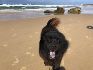 Photo de galerie - Garde animaux