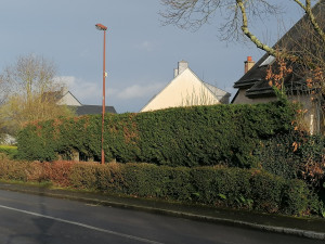 Photo de galerie - Taille de haie dans le bourg de Goven