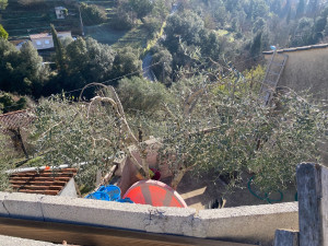 Photo de galerie - Taille fruitière d’Olivier 