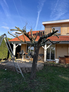 Photo de galerie - Elagage et coupe d'arbres