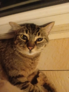 Photo de galerie - Rrros minet !
