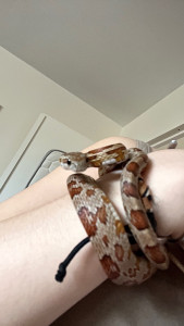 Photo de galerie - J’ai deux animaux et voici mon serpent Linguine !