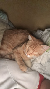 Photo de galerie - Garde chat