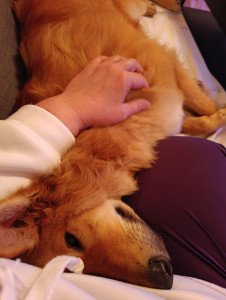 Photo de galerie - Moments de câlins 