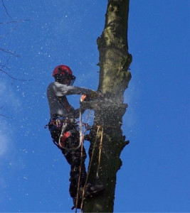 Photo de galerie - Abattage des arbres