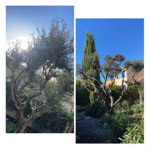 Photo de galerie - Taille de haies et d'arbustes