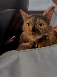 Photo de galerie - Garde chat à votre domicile 